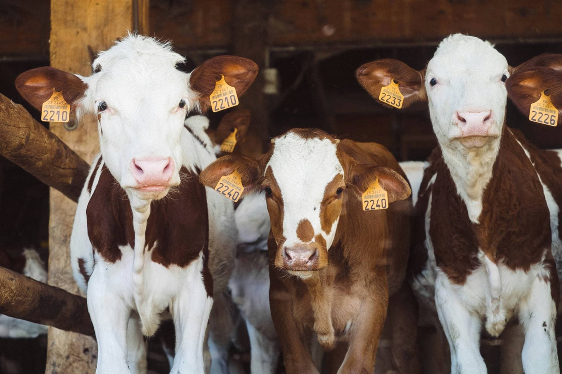 Young calves in a timber barn