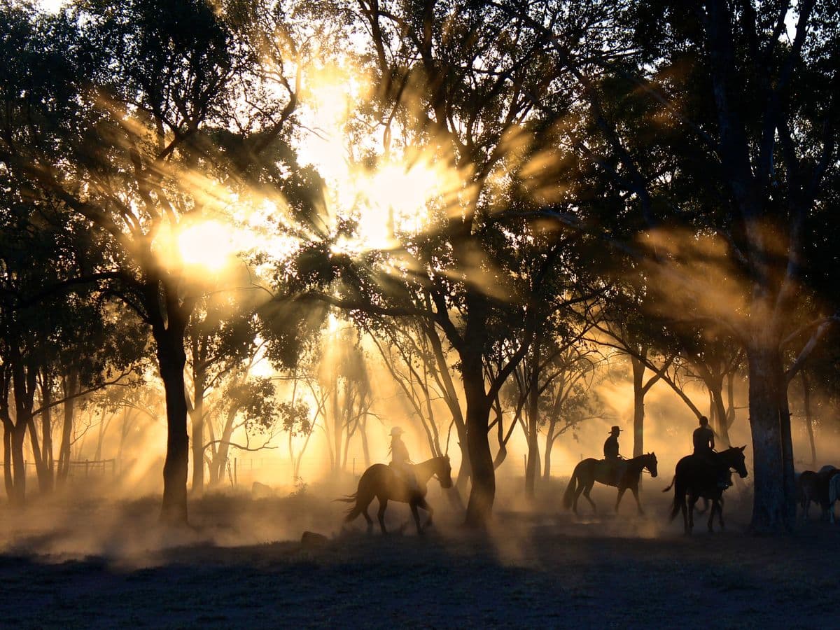 Riders mustering at sunrise on an Australian cattle station
